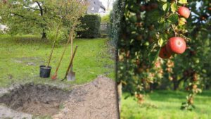 Comment planter un arbre  Ces 5 étapes faciles à suivre pour y arriver !